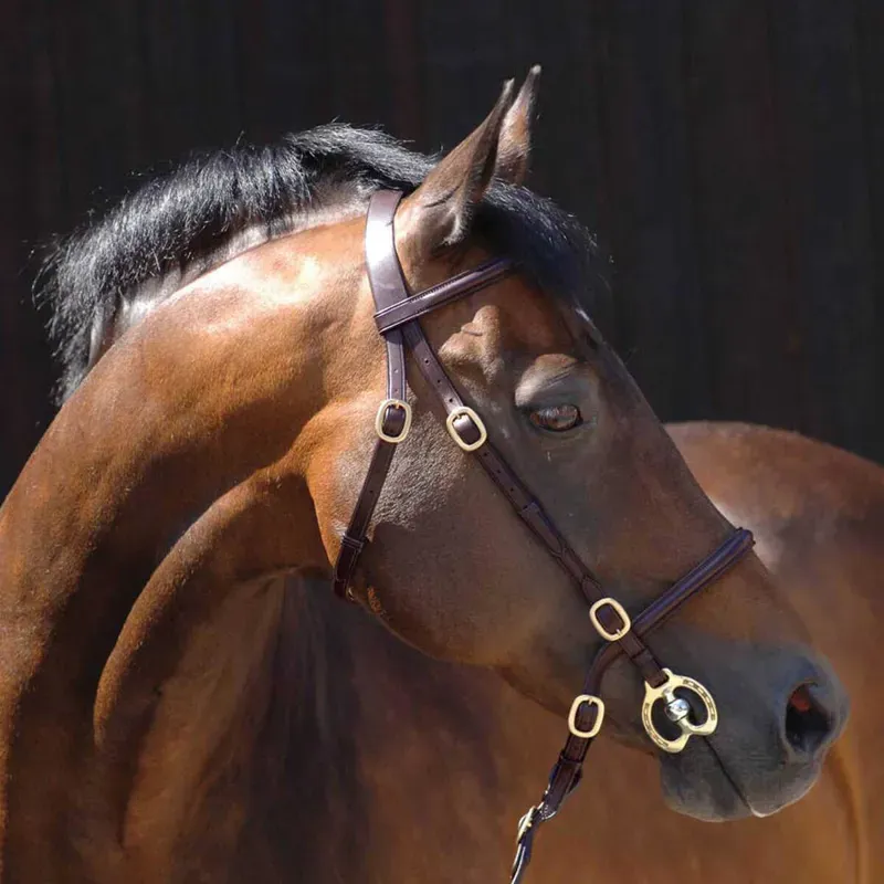 Caldene In-Hand Bridle with Lead Rein in Brown