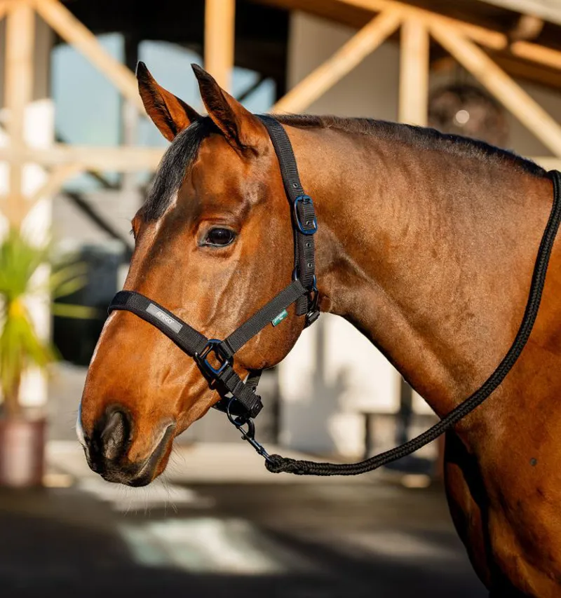 Amigo Headcollar and Leadrope 