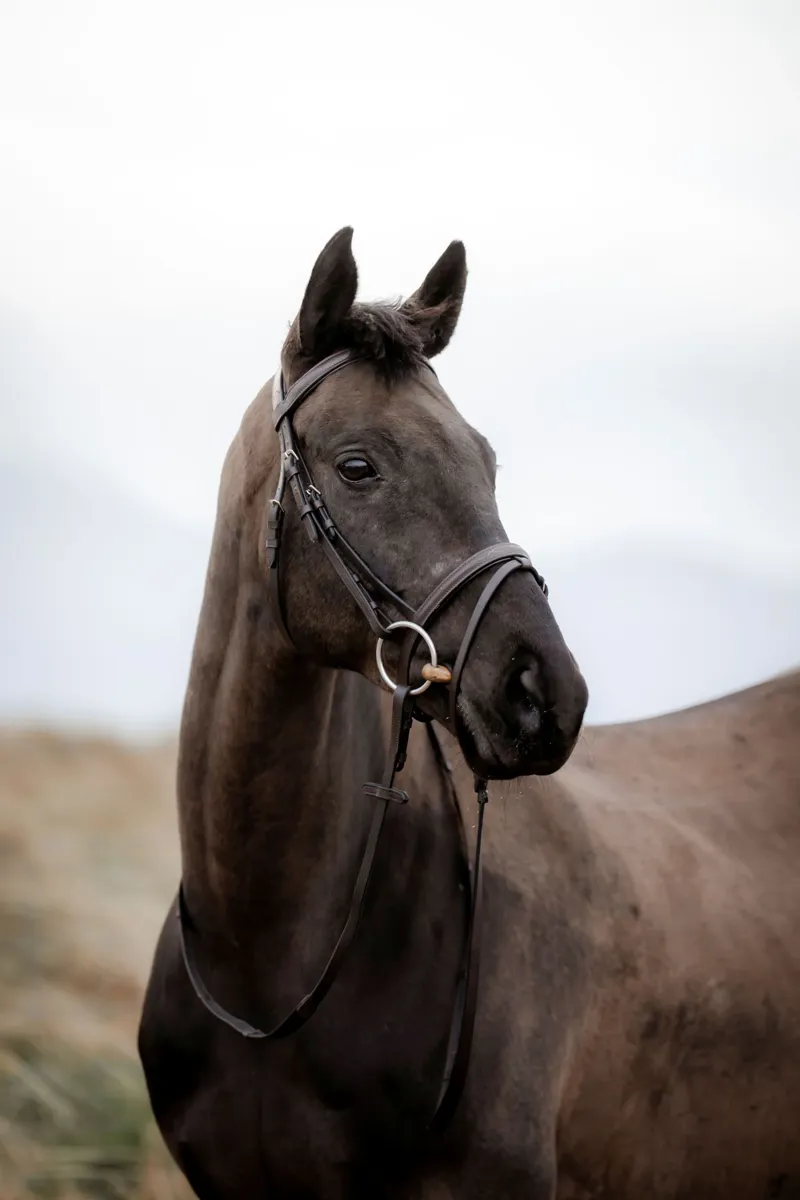 Cameo EasyStride Bridle With Reins Dark Brown-1