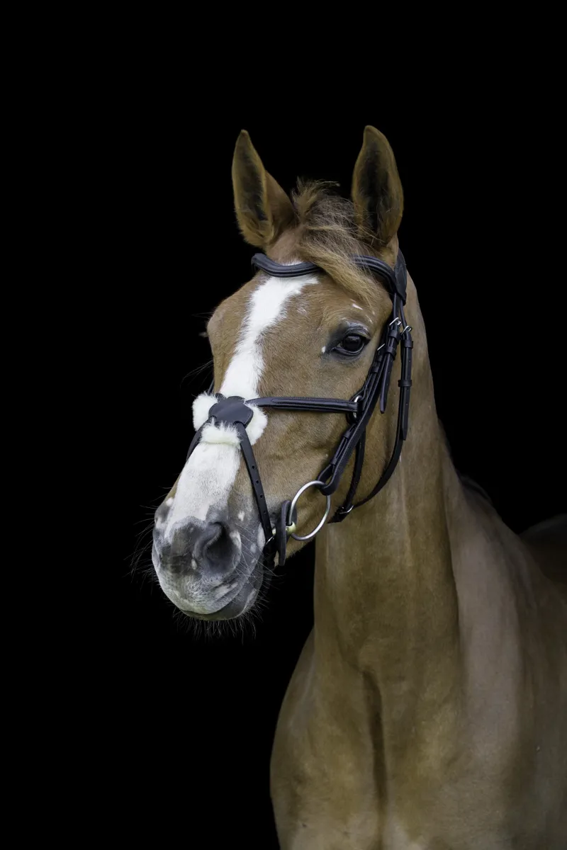 Cameo Anatomic Grackle Bridle / Black / Full