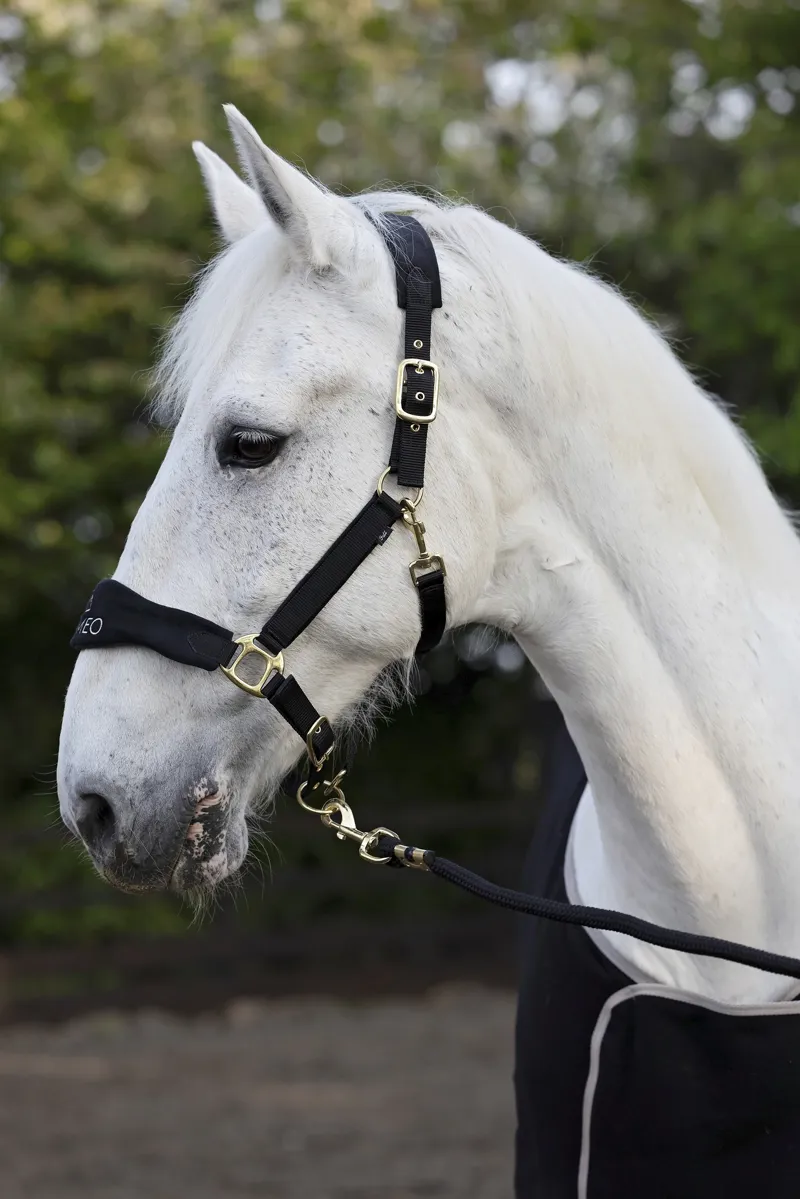 Cameo Suede Elite Headcollar and Leadrope Dusty Pink-2