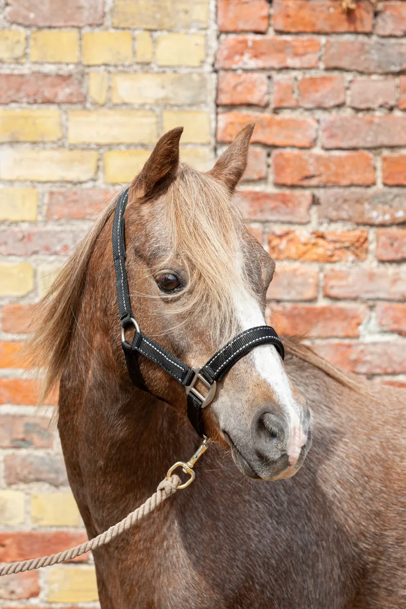 Cameo Fieldsafe Headcollar