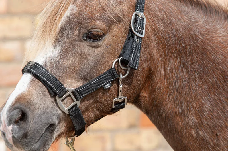 Cameo Fieldsafe Headcollar-1