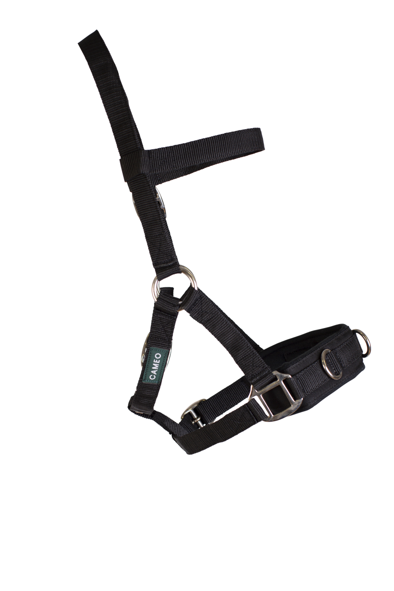 Cameo Lunge Cavesson / Black / Cob