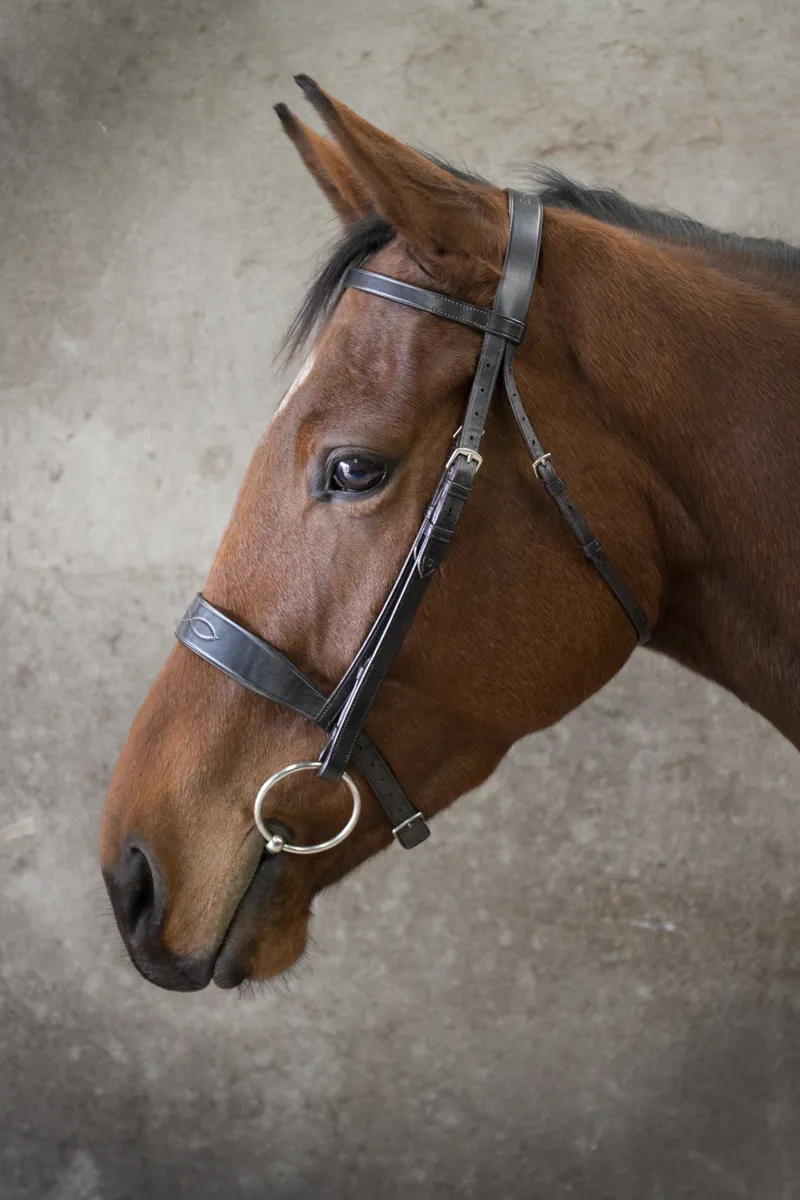 EcoRider Classic Show Bridle / Black / Cob-3