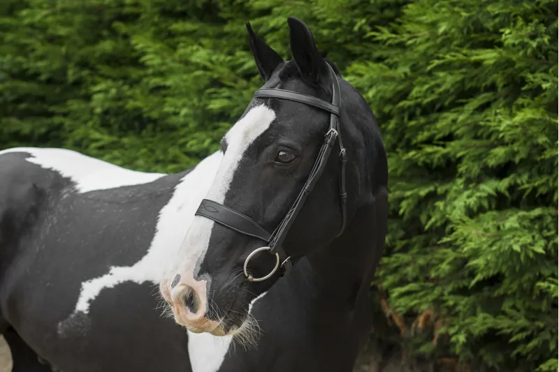 EcoRider Classic Show Bridle / Black / Cob-4