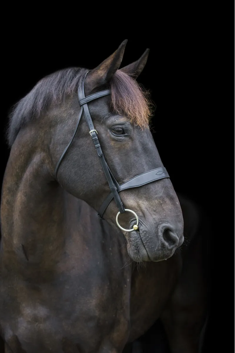 EcoRider Classic Show Bridle / Black / Cob-1