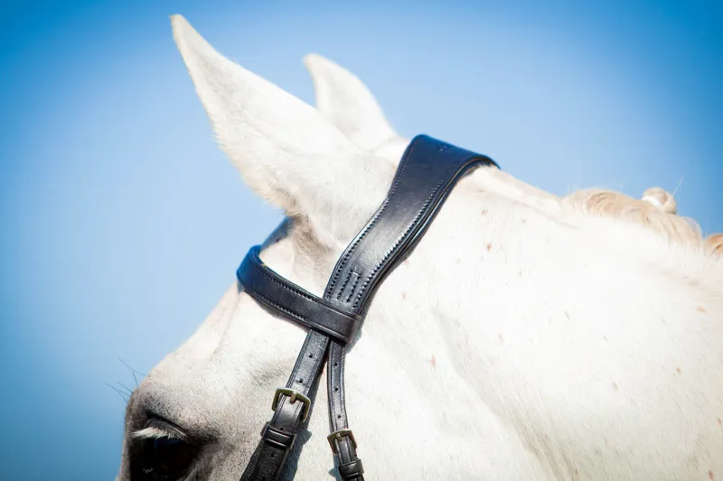 Ecorider Classic Show Comfort Bridle / Brown / Pony-9