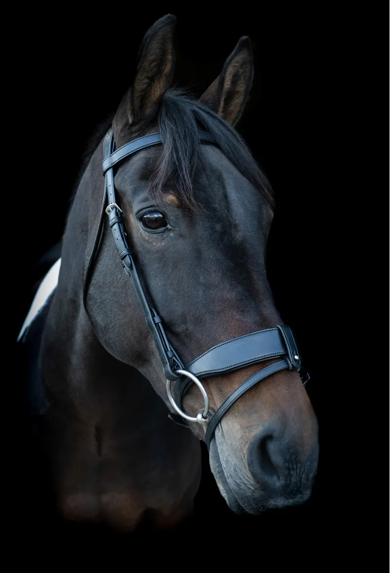 Ecorider Classic Show Comfort Bridle / Brown / Pony-2