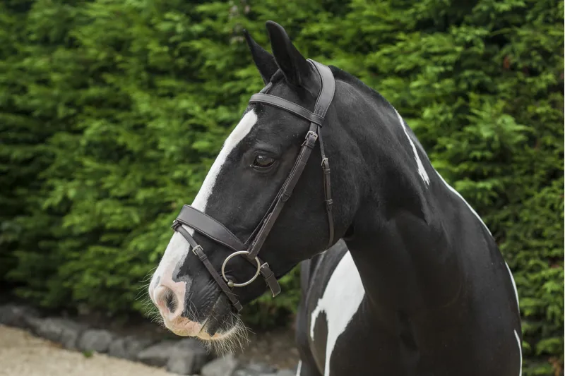 Ecorider Classic Show Comfort Bridle / Brown / Pony-4