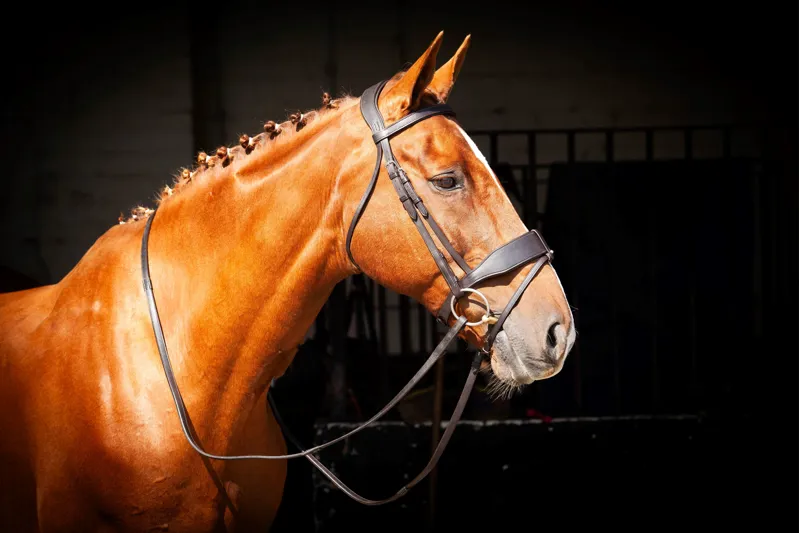 Ecorider Classic Show Comfort Bridle / Brown / Pony-7