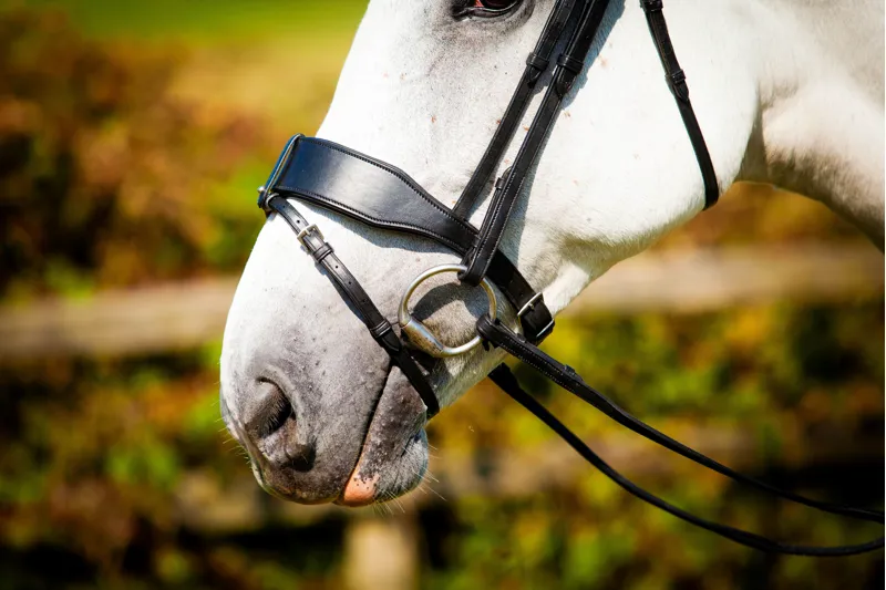 Ecorider Classic Show Comfort Bridle / Brown / Pony-8