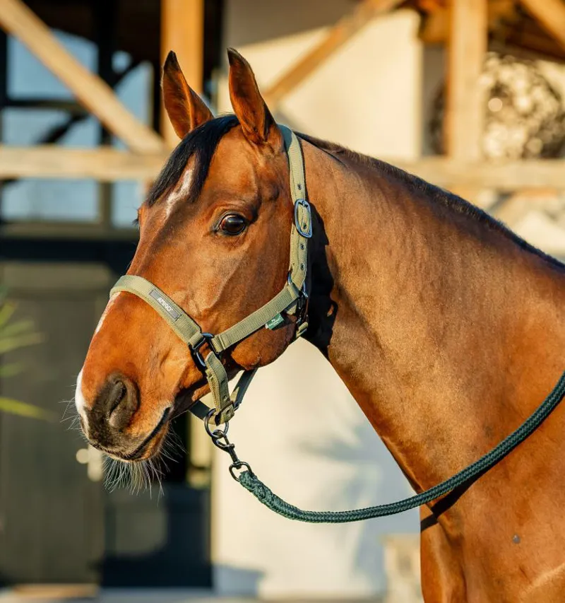 Amigo Headcollar and Leadrope