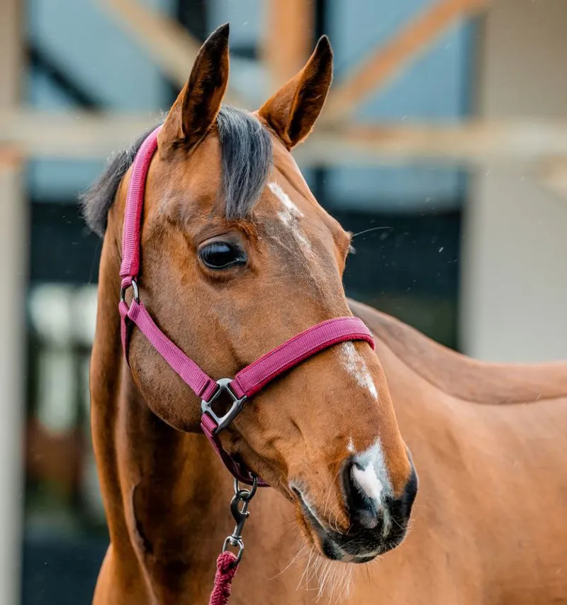 Amigo Headcollar and Leadrope