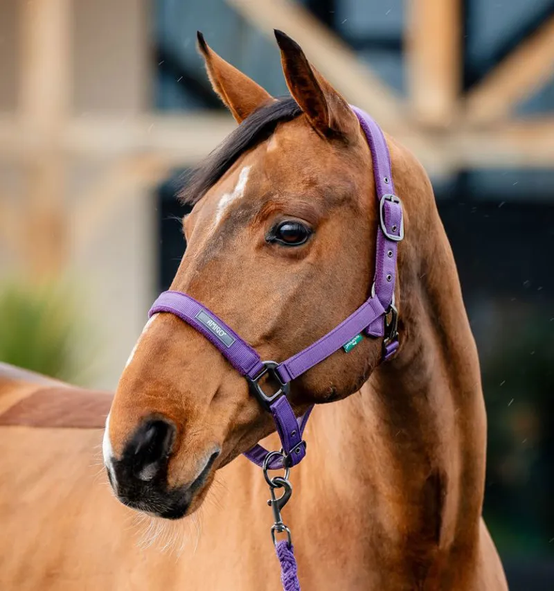 Amigo Headcollar and Leadrope